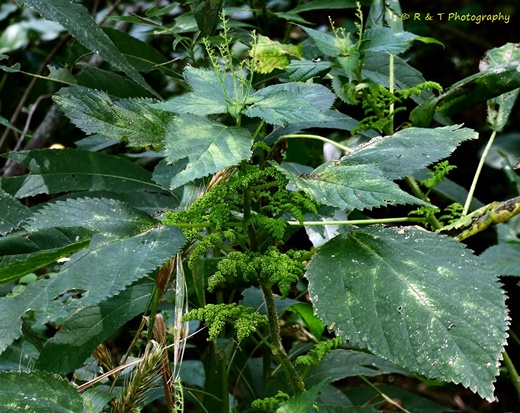 {Laportea canadensis}